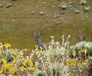 Paramo Deer. Source: Flickr.com